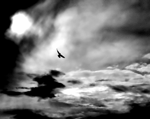 stormy raven